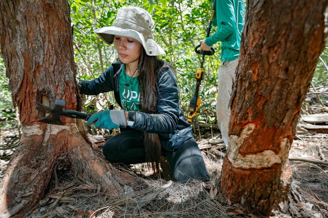 Climate apprentice Viviana Acevedo, with Urban Paradise Guild of Miami, removes the bark around the trunk of an invasive Australian pine tree. The technique called girdling the bark, eventually kills the invasive trees found at Arch Creek East Environmental Preserve in North Miami on Friday, April 26, 2024.