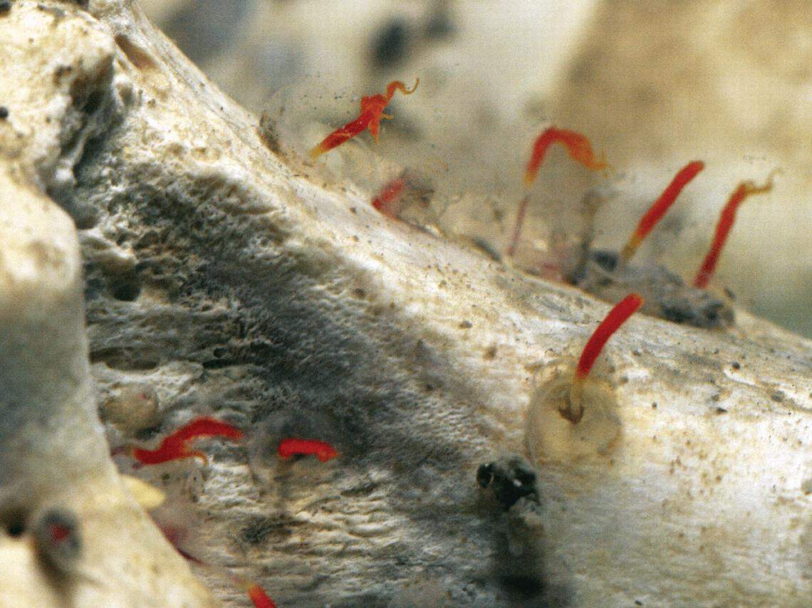 Roots keep the Osedax attached to the bone while it feasts on the fat and protein.