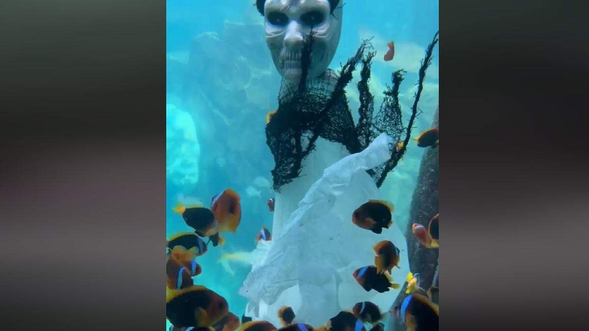 Discovery Cove in Orlando got into the spirit of Halloween.