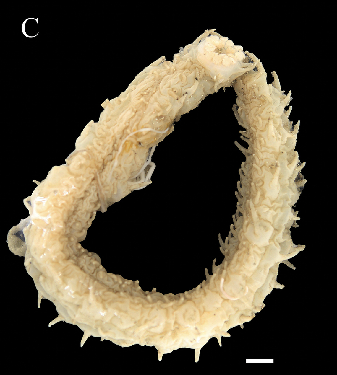 The sea cucumber is nearly a foot long with shield-shaped tentacles and rows of papillae.