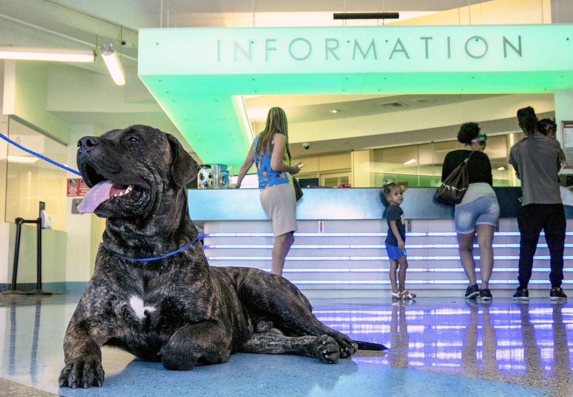 Thanos, a 140-pound Canary mastiff, poses for a picture at the Miami-Dade Animal Services Pet Adoption & Protection Center in Doral.