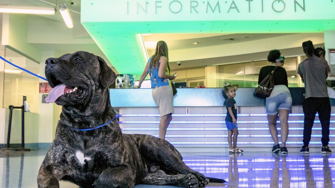 Need a Valentine? Shelters offering specials to match you with a ‘furry sweetheart’