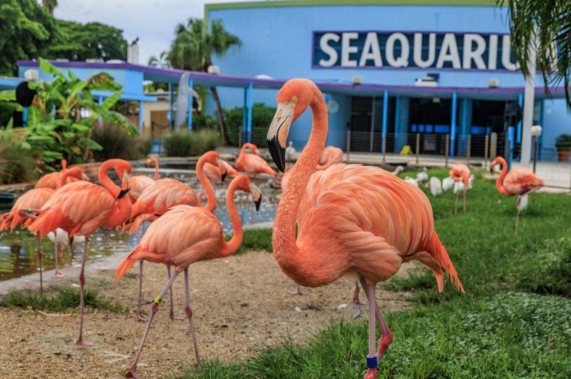View of some Caribbean Flamingos at the Miami Seaquarium, in Virginia Key, that will be closing on Sunday October 12, after 70 years in business, almost a year after the seaquarium filed for bankruptcy and is planning to sell the lease on its public waterfront property for $22.5 million to developer David Martin and a subsidiary of his development company, Terra, on Friday October, 10 2025.