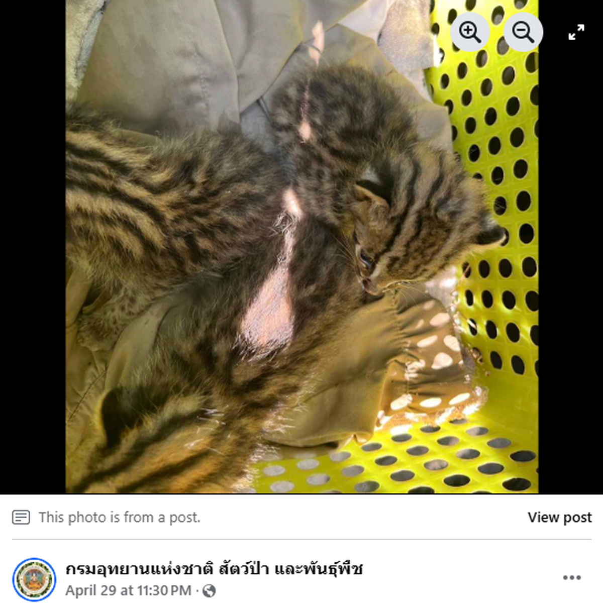 The leopard cats were found in poor shape after they were separated from their mother, officials said.