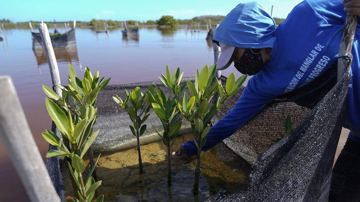 In addition to technologically advanced methods to remove carbon dioxide from the atmosphere, restoring natural habitats helps, too. A woman plants mangrove seedlings as part of a restoration project in Mexico’s Yucatan Peninsula. 