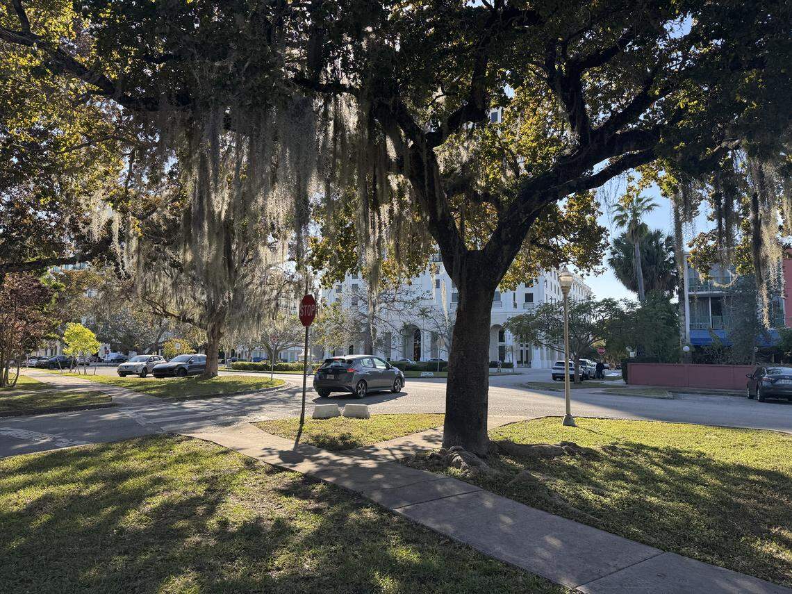 This Monday, Feb. 9, 2026, photo shows the tree Fifield plans to remove on the northeast corner of East Ponce de Leon Boulevard and Antilla Avenue in order to make space for the large live oak tree residents want to save that is currently in the playground of Crystal Academy in Coral Gables.