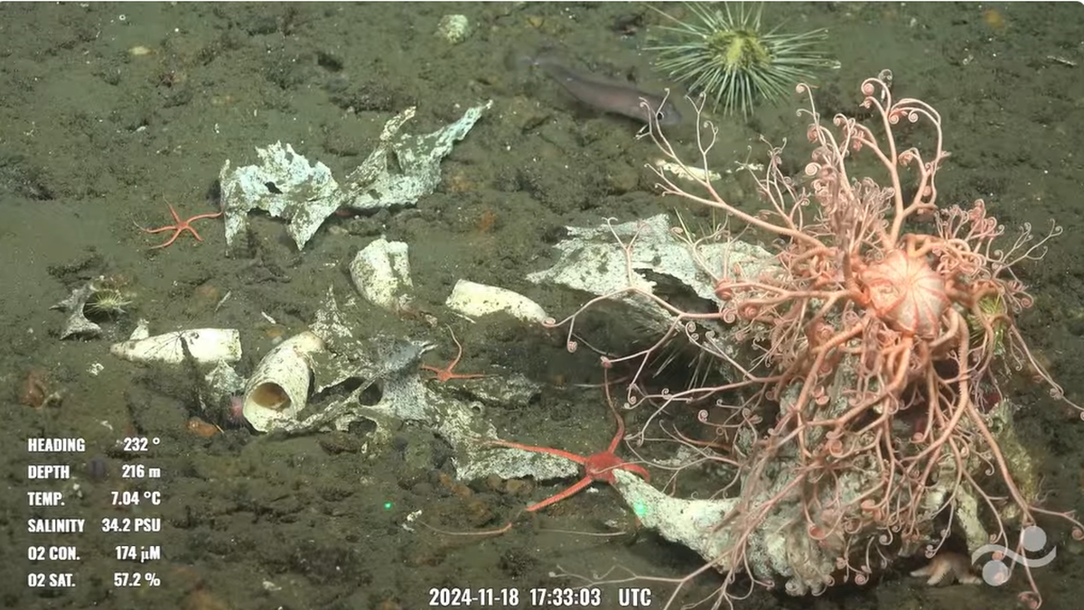 Sea life had picked the bones clean in a canyon off the coast of Chile’s Taitao peninsula.