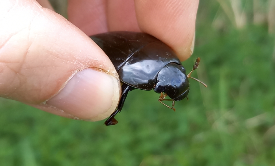 The beetles are much bigger than king diving beetles which are commonly caught in the newt traps.