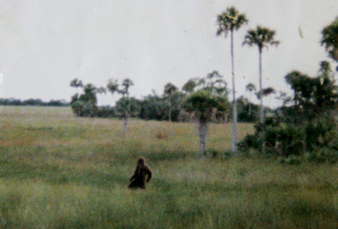 A picture of the reported Skunk Ape in the 1990s from Dave Shealy.