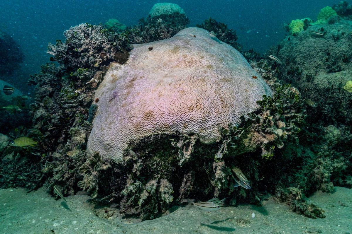 An entirely bleached mound coral at Cheeca Rocks reefs off Islamorada. Month after a summer of record heat, the coral appears dead and recovery is in doubt.