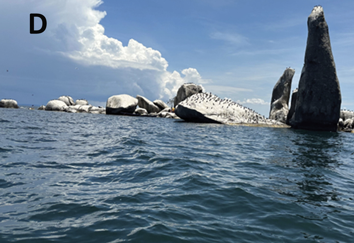 The second new species is found in a different region of Lake Victoria, researchers said.