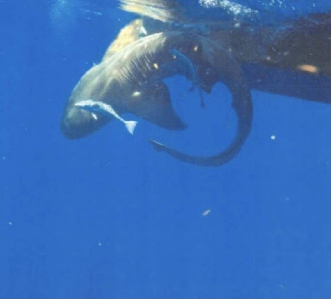 A shark struggles on a commercial longline hook off Jupiter, Florida, in August 2020.
