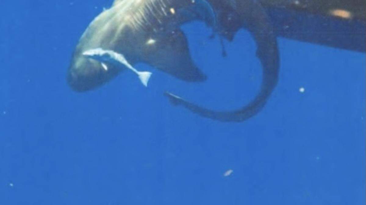 A shark struggles on a commercial longline hook off Jupiter, Florida, in August 2020.