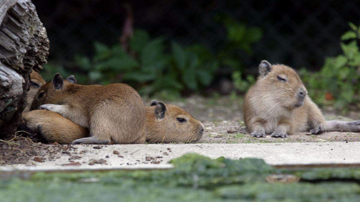 trois capybaras d'Amérique du sud, nés le 19 juillet 2002, se reposent, le 01 août 2002 au zoo de Thoiry, qui a vu plusieurs heureux évènements se produire ces derniers jours. AFP PHOTO MARTIN BUREAU (Photo by Martin BUREAU / AFP) (Photo by MARTIN BUREAU/AFP via Getty Images)