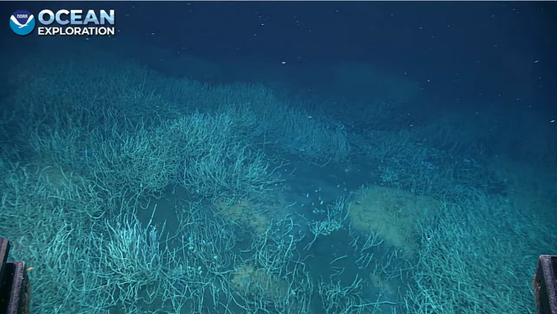 Tubeworms pose no threat to humans, but are alien in every respect. They can reach 10 feet in length, have no mouth, gut or anus, and studies show they can live more than 200 years.