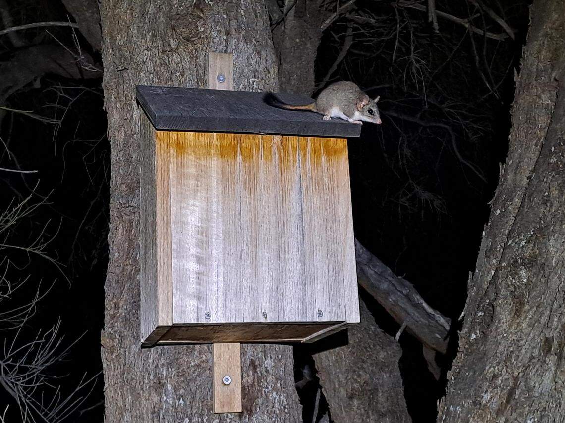 Males of the species die shortly after the breeding season, wildlife officials said.
