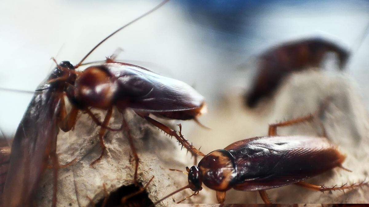 Cockroaches Eat Each Others Wings Are Committed Partners