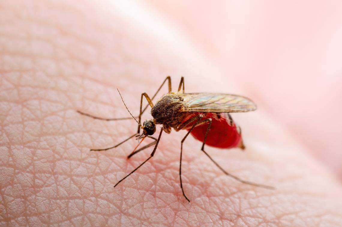 Malaria is caused by a paraside that infects a certain type of mosquito, the U.S. Centers for Disease Control and Prevention says. 