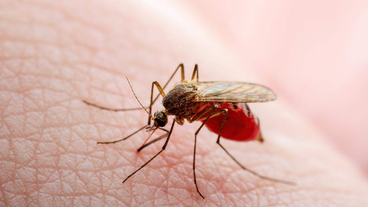 Dangerous Zika Infected Mosquito Skin Bite. Leishmaniasis, Encephalitis, Yellow Fever, Dengue, Malaria Disease, Mayaro or Zika Virus Infectious Culex Mosquito Parasite Insect Macro.