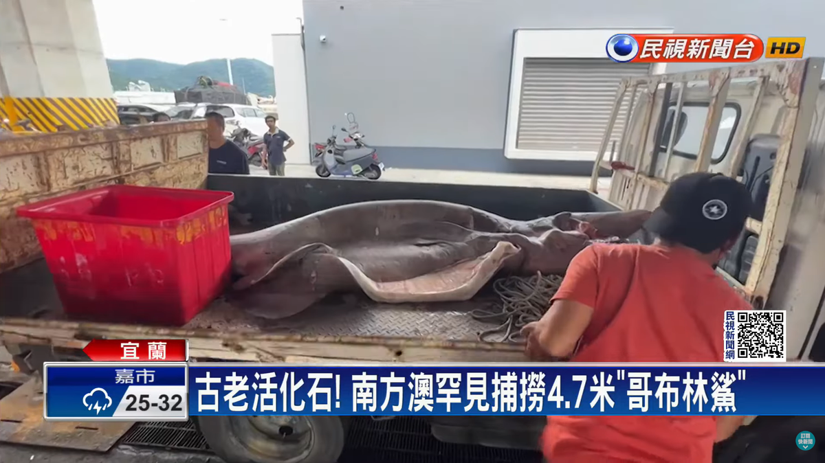 Fishermen in Su’ao area caught a massive, record-breaking goblin shark pregnant with six babies, photos show. A museum will keep the animal.