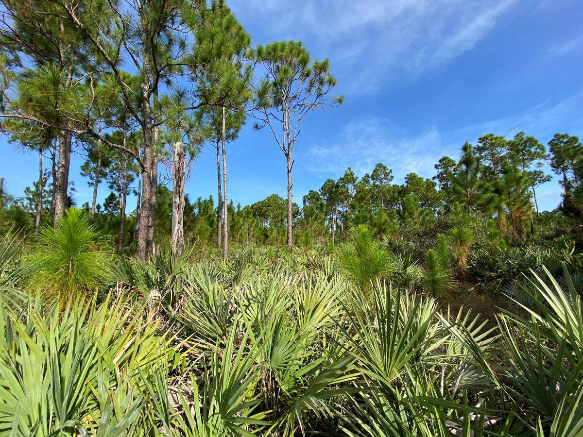 Peaceful pine rocklands can be explored at Larry and Penny Thompson Memorial Park.