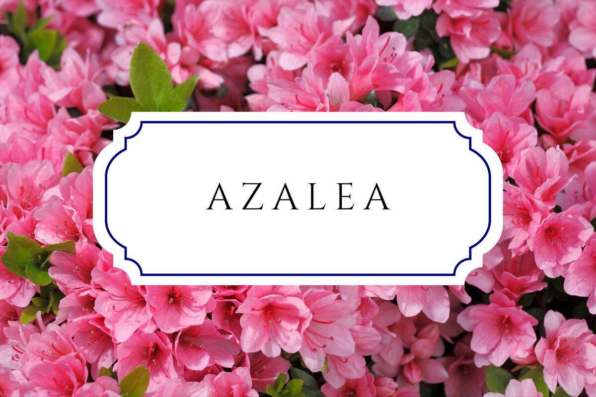 names that mean flower azalea