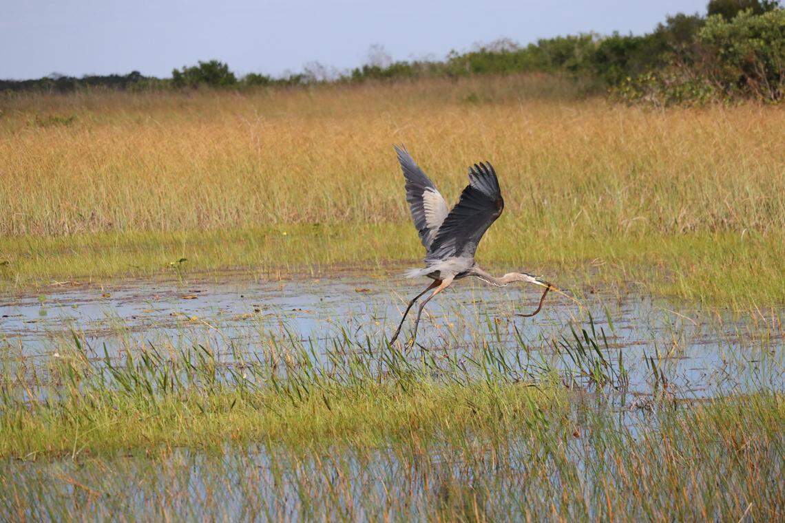 A great blue heron snatches an invasive asian swamp eel from the wetland marsh in the Florida Everglades on Oct. 17th, 2025.