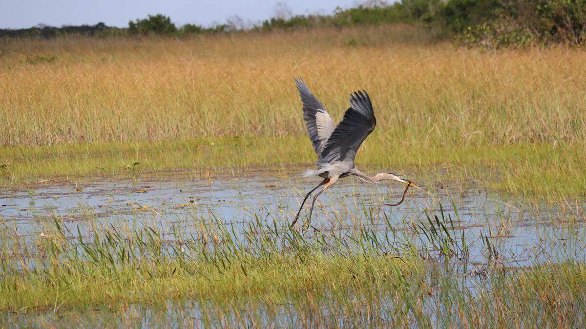 A great blue heron snatches an invasive asian swamp eel from the wetland marsh in the Florida Everglades on Oct. 17, 2025.