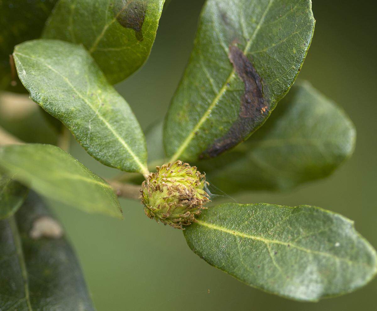 Leafy oak gall on live oak.