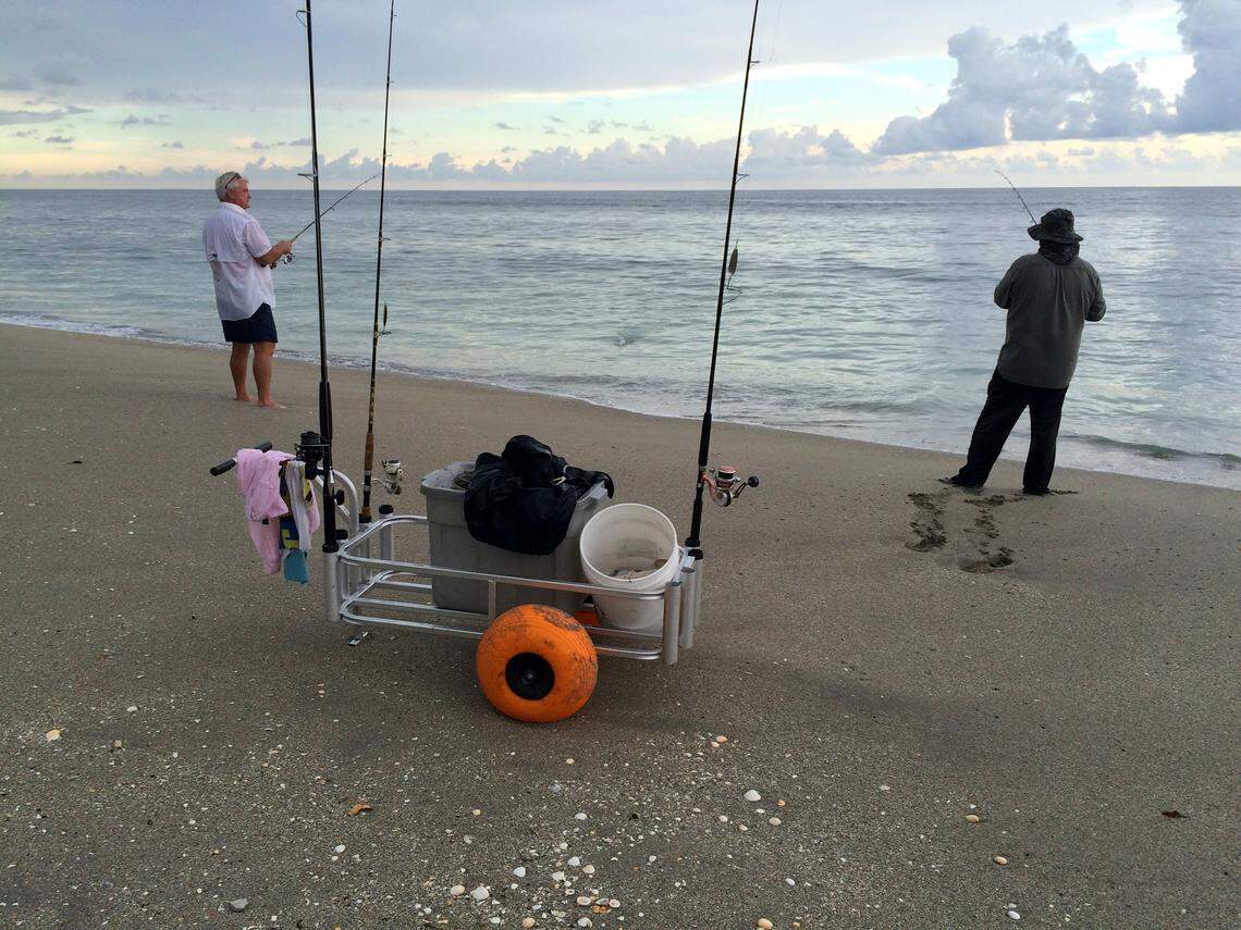 When the mullet run in South Florida, anglers fishing from local beaches can catch a variety of gamefish that feast on the baitfish.