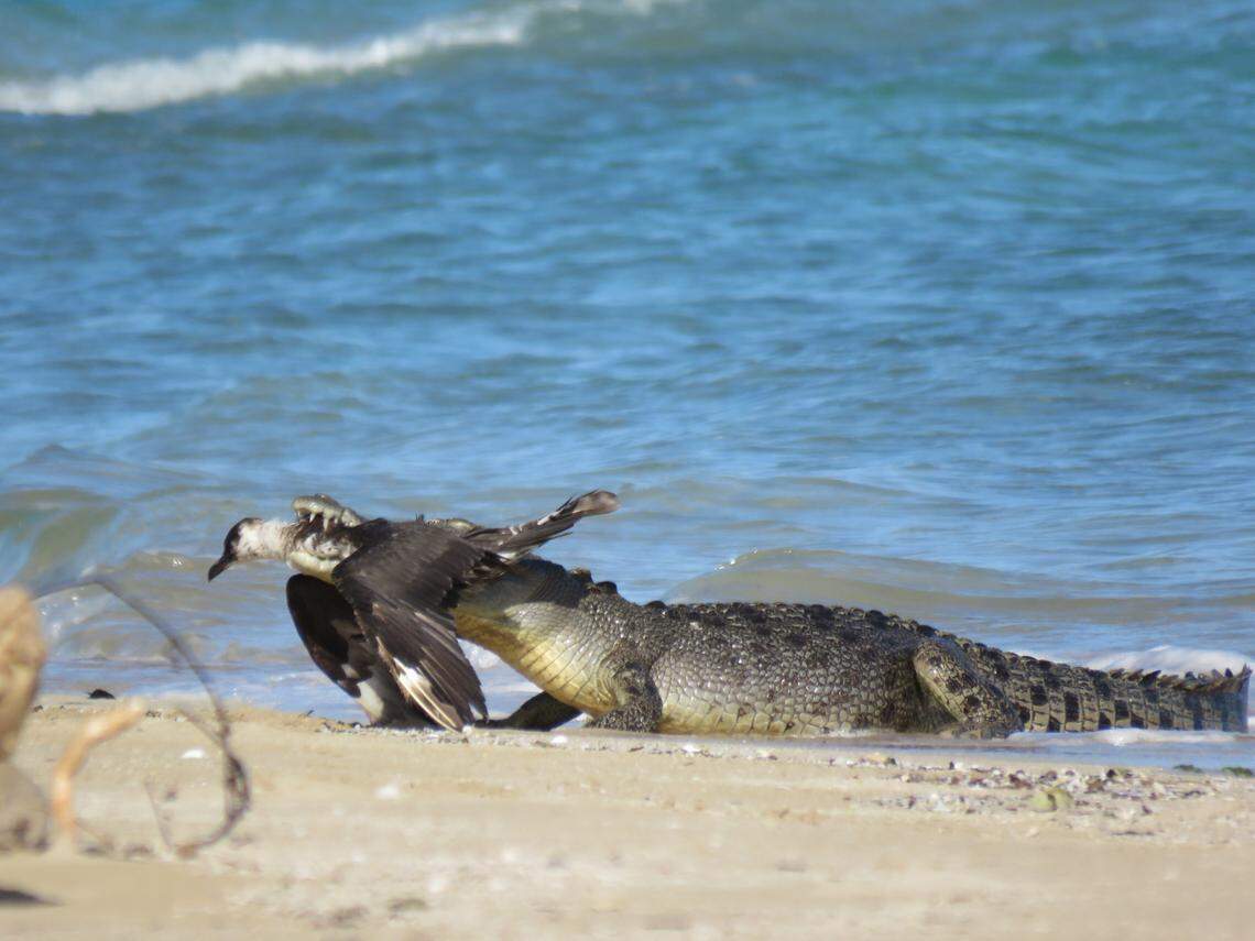 The crocodile lunged from the water and grabbed the bird in its mouth, who never saw it coming.
