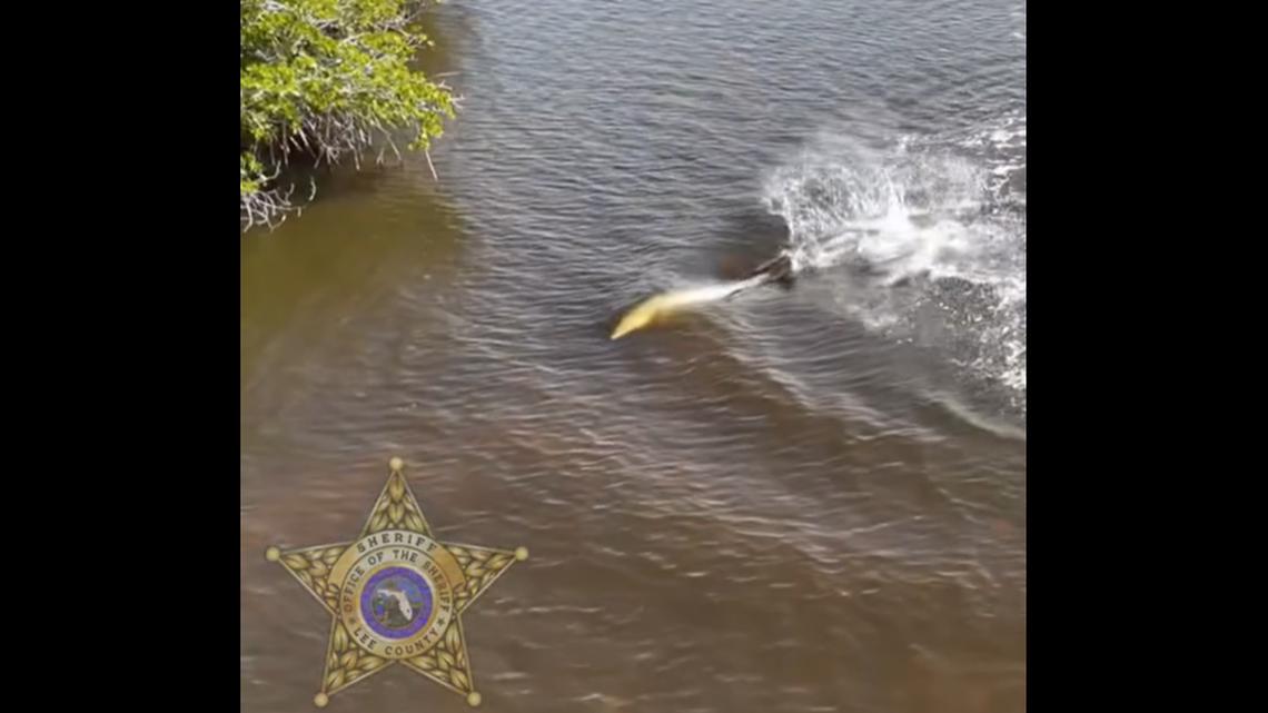 The murky site was so shallow, drone video shows the dolphins were not completely submerged as they thrashed around in search of way back to open water.