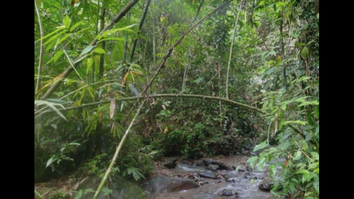 In and around the streams of northeastern India, a new species of snake was discovered.