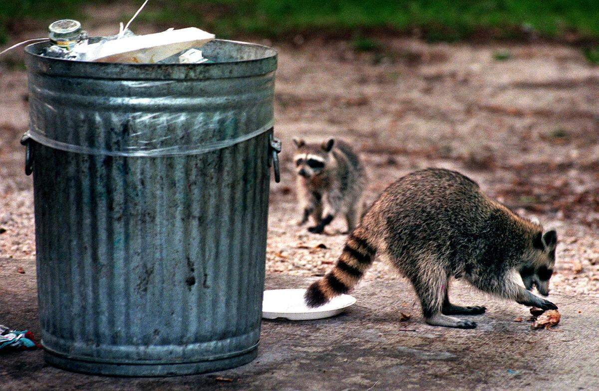 Raccoons scavenge for food from an outdoor trash can.