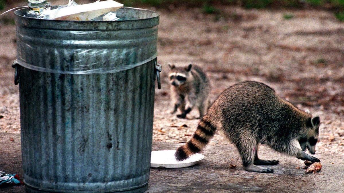 A sixth rabid raccoon was identified in the Kendall area, leading the Department of Health to extend the rabies alert until Nov. 16, 2018. The alert has now been lifted.