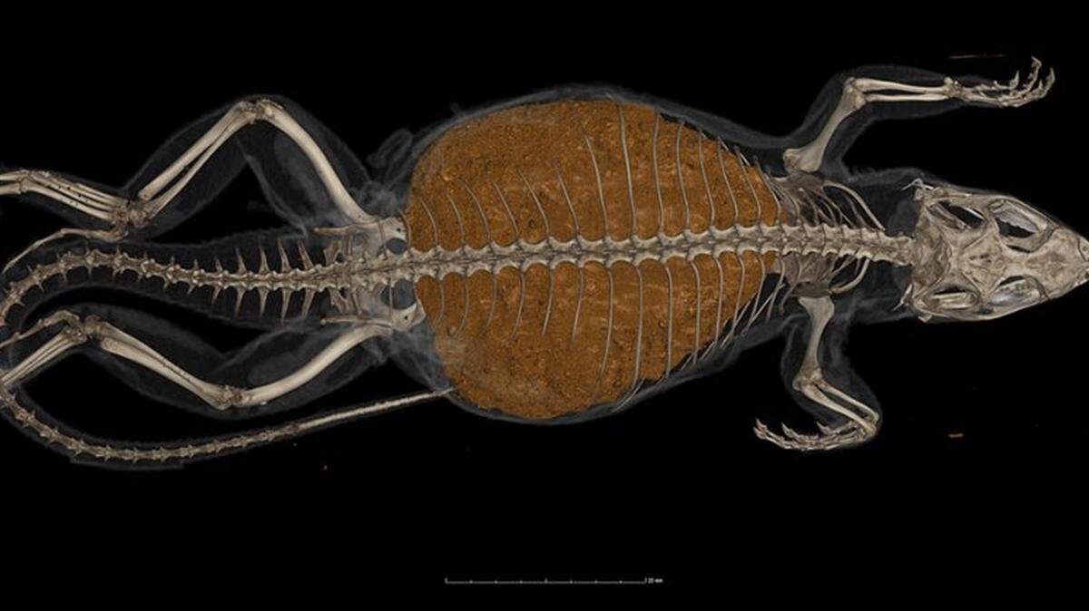 This CT scan by Edward Stanley of the UF’s Florida Museum shows a curly-tailed lizard with a 22 gram mass of digested food in its belly that was found recently in Cocoa Beach by a team of University of Florida researchers.