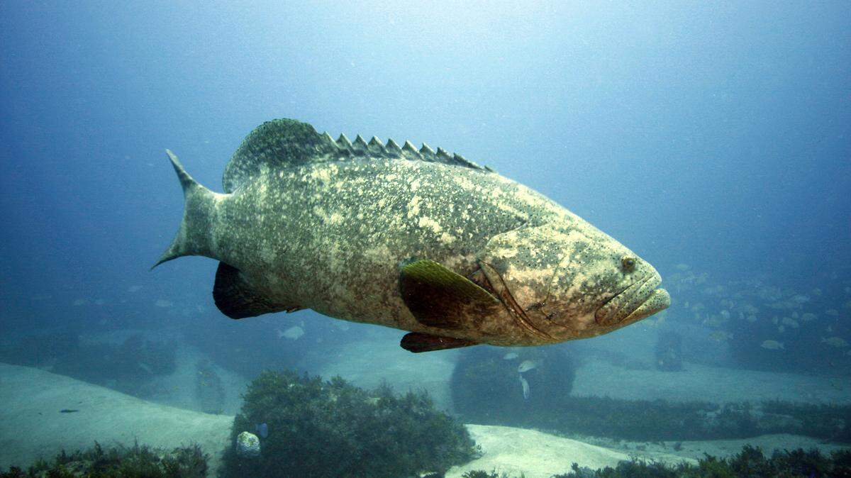 Goliath groupers on the wreck of the Zion about 90 feet deep off Jupiter in 2009. The Florida Fish and Wildlife Conservation Commission agreed in March 2022 to a limited, highly-regulated harvest of the giant fish beginning in March 2023. Taking the fish in Florida waters has been prohibited since 1990.