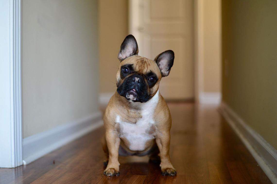 The American Kennel Club gave French bulldogs a nod for their behavior and smaller size.