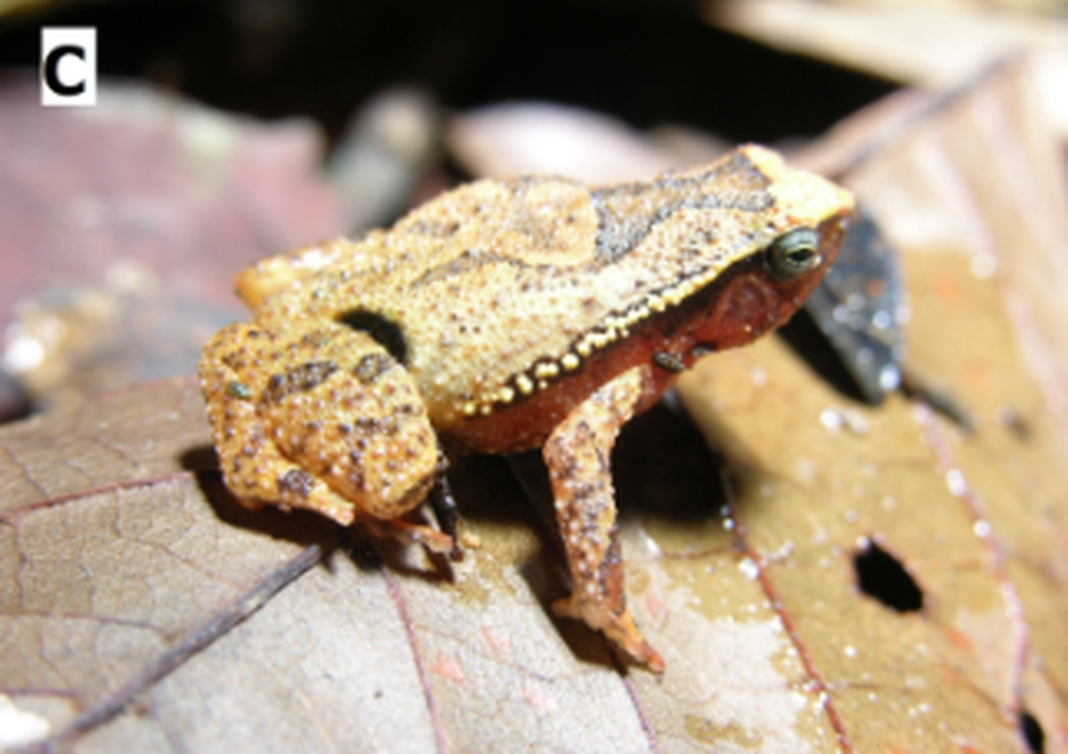 The frogs were named for their incredibly small size.