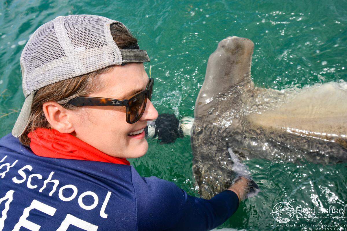 Catherine Macdonald, a lecturer at the Rosenstiel School of Marine and Atmospheric Science at the University of Miami, with a great hammerhead captured and released in Biscayne Bay.