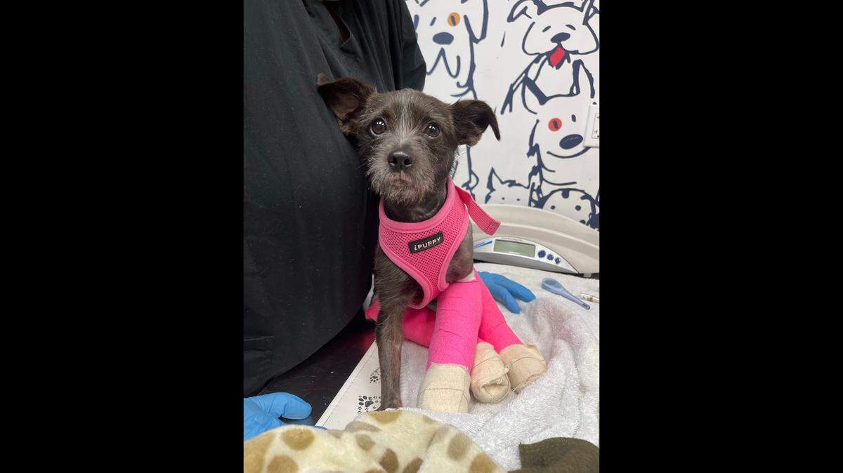 Sweet Iris fights on and continues to heal after being hit by a car and left on the side of the road. The Humane Society of Greater Miami is asking the community for help with expenses from surgeries and treatments.
