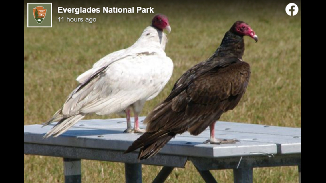 Rare white vulture seen roaming Everglades. How did this ‘death bird’ get its color?