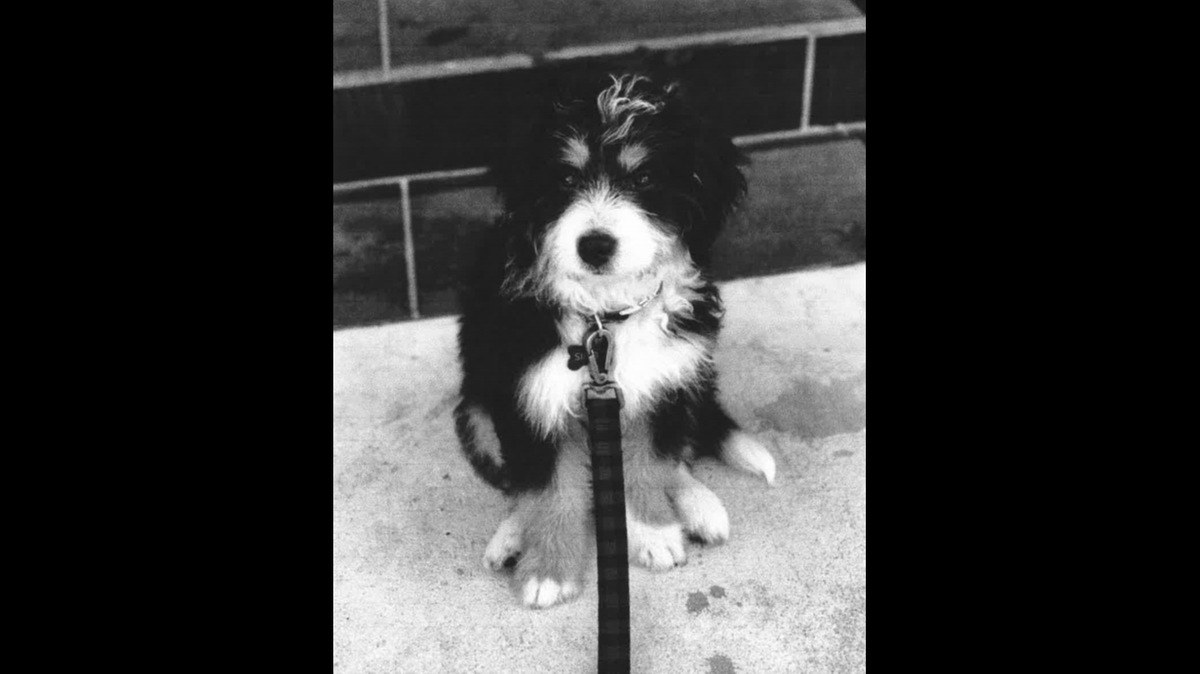 Simba, an emotional support dog, was allegedly locked in the bathroom by an American Airlines flight attendant during the last hour of a flight from Miami to Los Angeles.