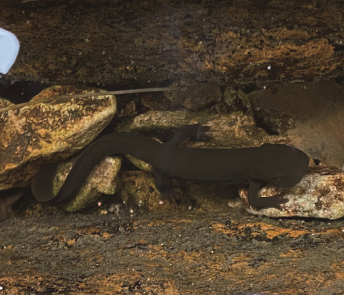 The newt is completely black from the top, but has an orange and red belly and tail underneath.