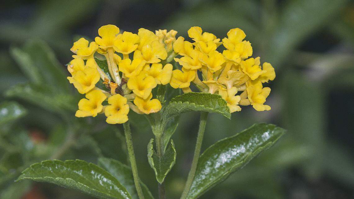 Lantana depressa var depressa, pineland shrub verbena. Note the inwardly curled leaves.