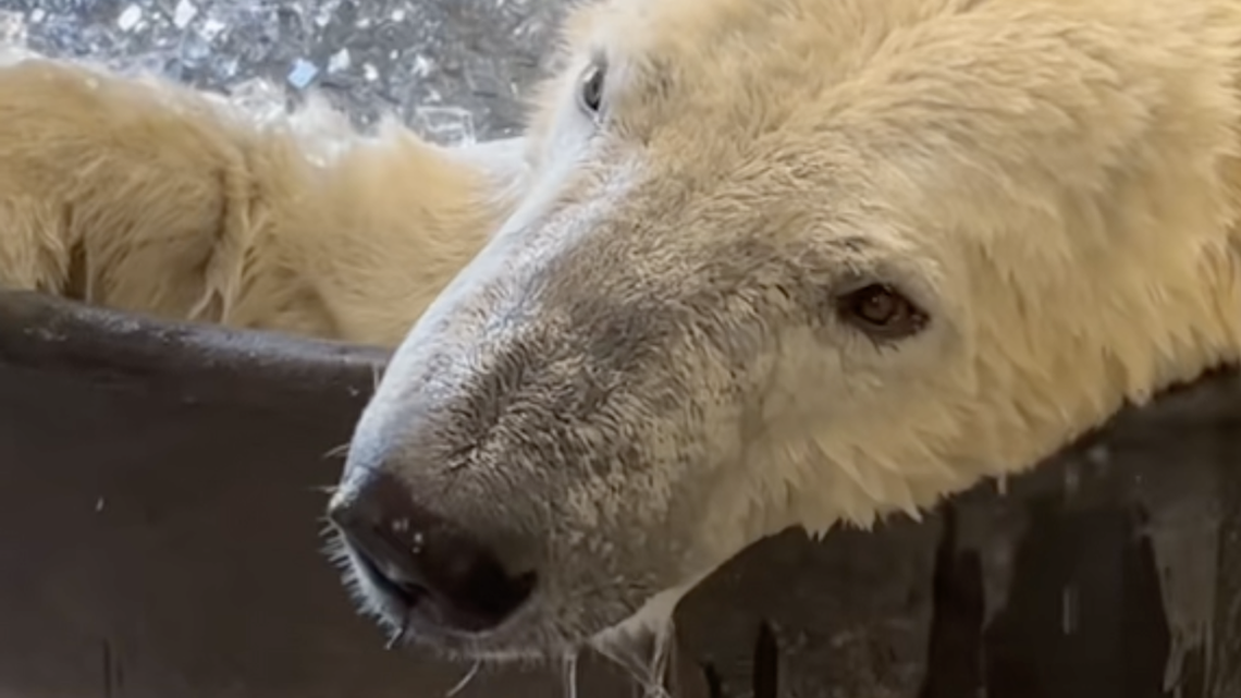 Polar Bear Is Living Its Best Life in Viral Ice Bath Video