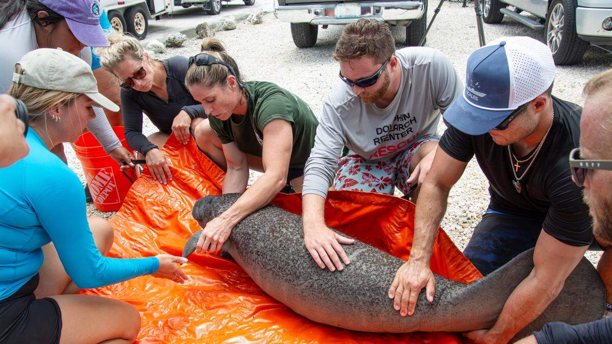 Members of the Florida Fish and Wildlife Conservation Commission and the Dolphin Research Center prepare a manatee calf rescued in the Florida Keys Tuesday, Aug. 27, 2024, for transport to SeaWorld Orlando.