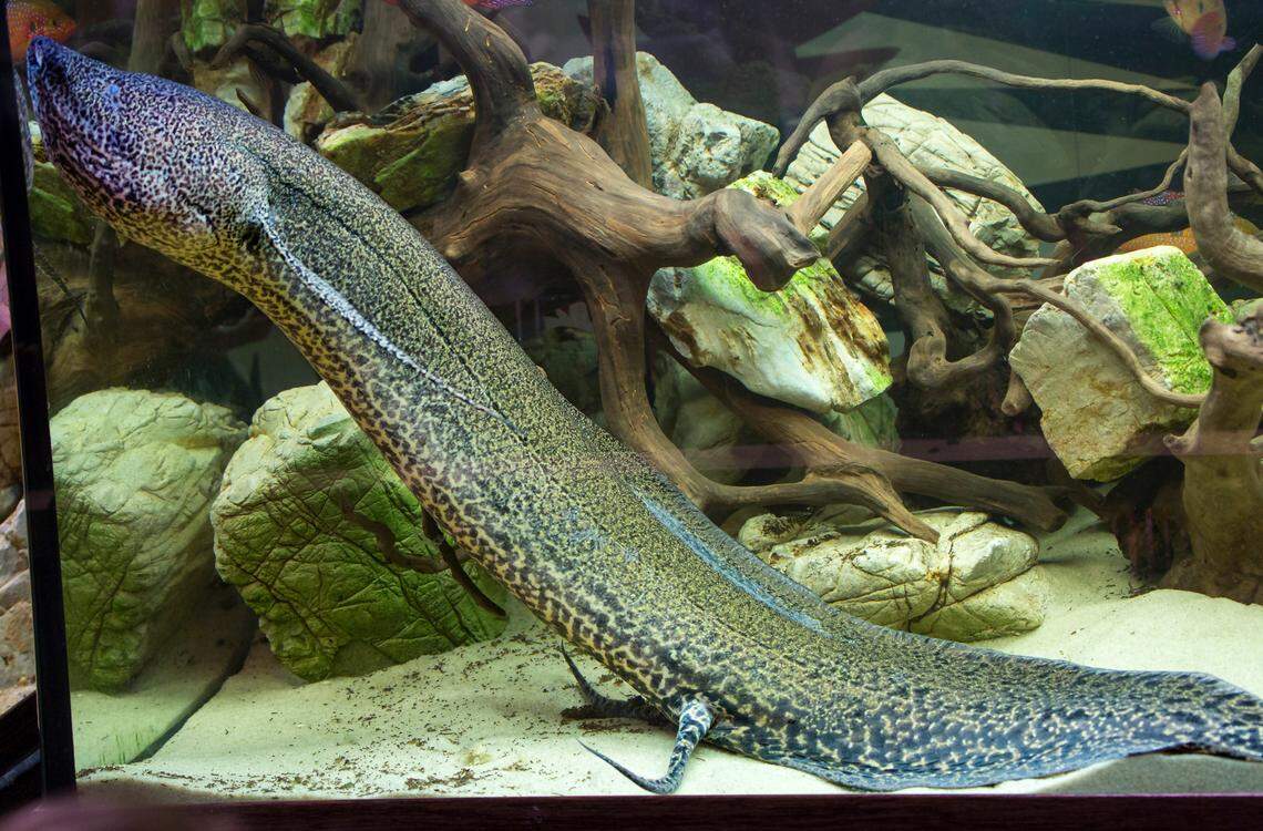 The prehistoric species has living relatives, like the marbled lungfish found in tropical regions in Africa.