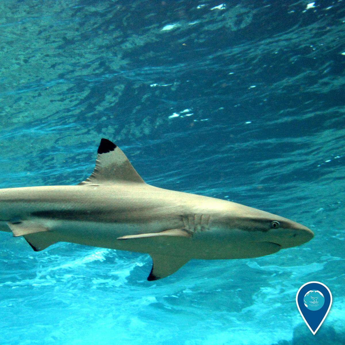 A blacktip reef shark
