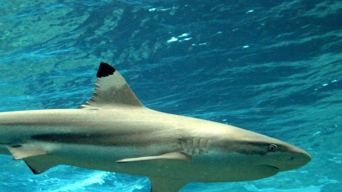 A blacktip reef shark. The family of the 8-year-old boy who was bitten by a shark in the Florida Keys on Monday says the species of the fish was a blacktip. The boy had to have surgery to save his leg.